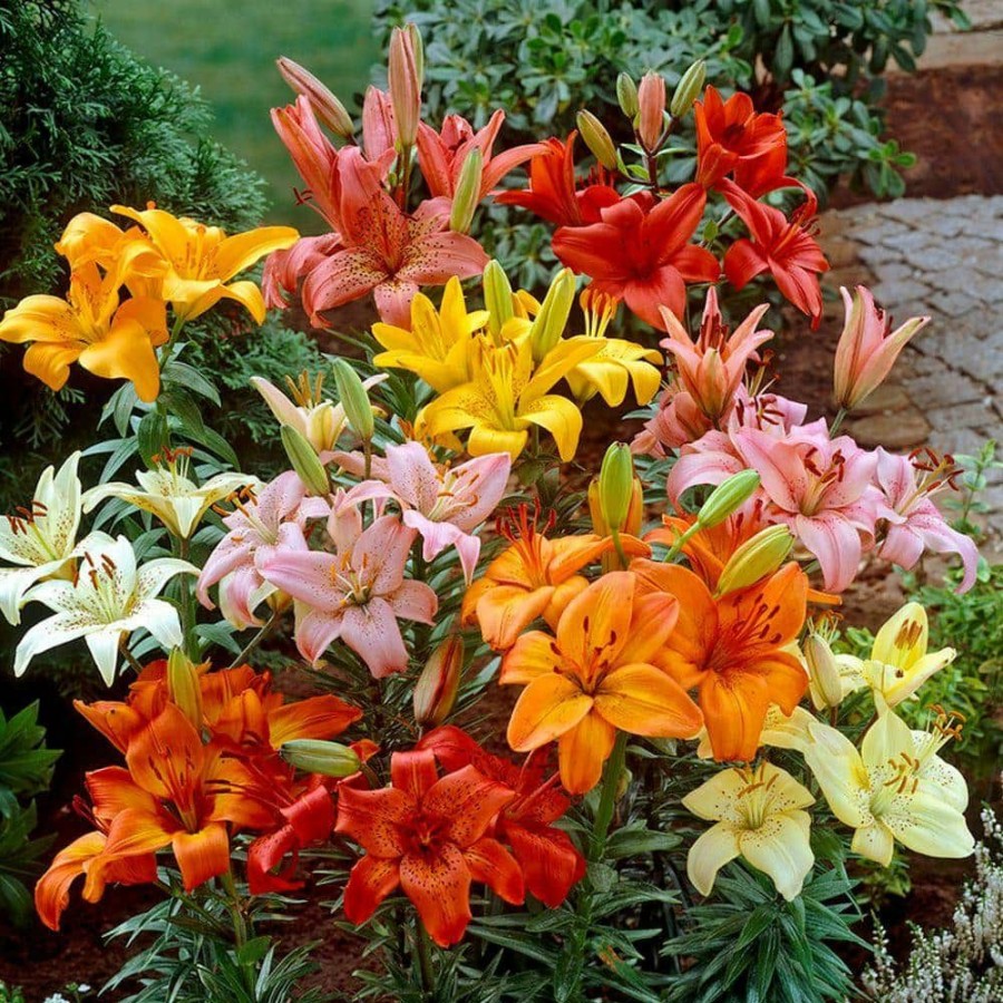 Garden Center * | Bloomsz Asiatic Lily Bulbs Mixture (6-Pack)