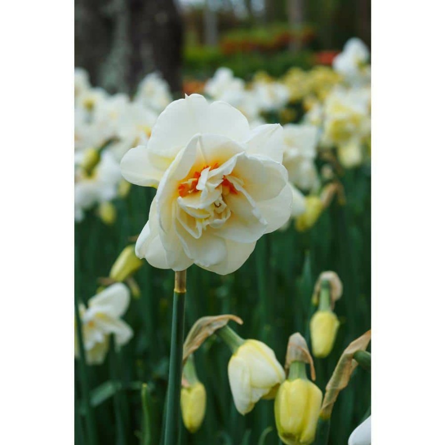 Garden Center * | Bloomsz Daffodil Acropolis Bulbs (8-Pack)