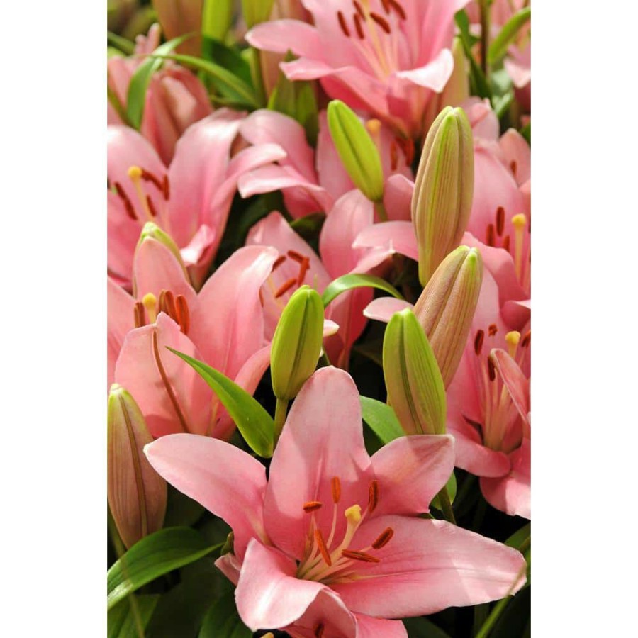 Garden Center * | Bloomsz Foxtrot Asiatic Lilium Bulb