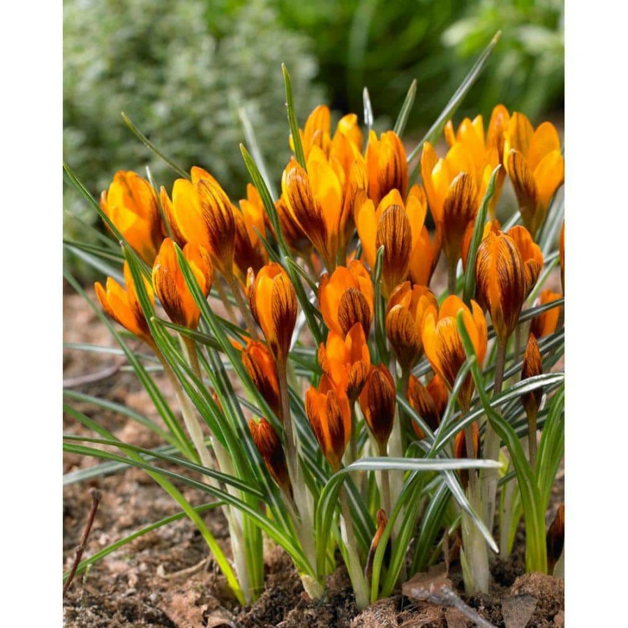 Garden Center * | Bloomsz Crocus Orange Monarch Bulbs (25-Pack)