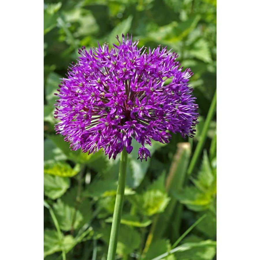 Garden Center * | Bloomsz Allium Purple Rain Bulbs (10-Pack)