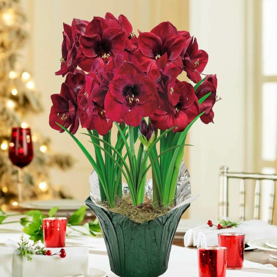 Garden Center * | Gardens Alive! Colossal Benfica Red Flowering Amaryllis (Hippaestrum) Three Bulb Kit With 9 In. Pot