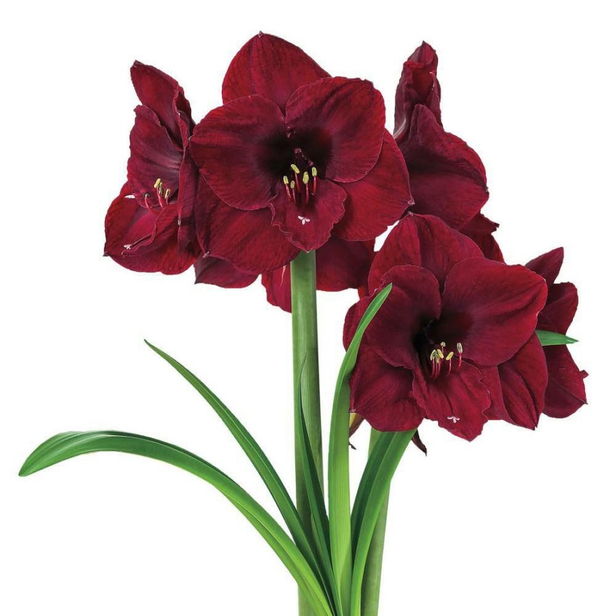 Garden Center * | Gardens Alive! Colossal Benfica Red Flowering Amaryllis (Hippaestrum) Three Bulb Kit With 9 In. Pot