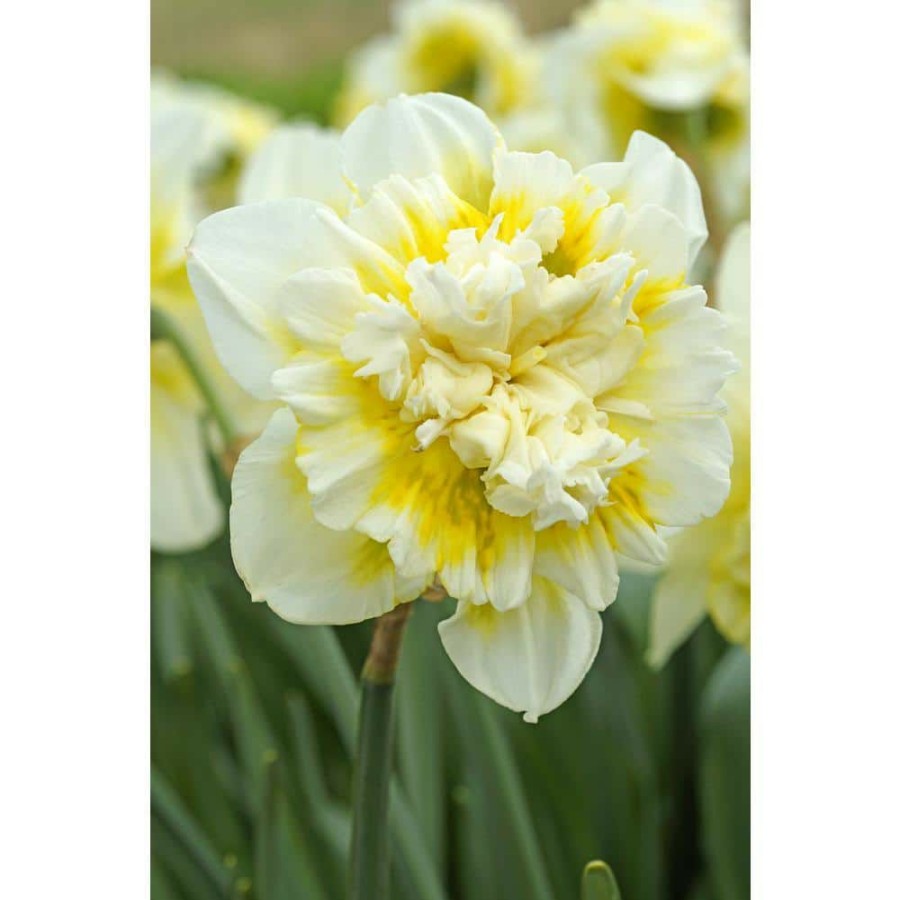 Garden Center * | Bloomsz Narcissus Ice King Bulbs (8-Pack)