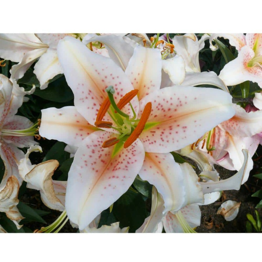 Garden Center * | Bloomsz Salmon Star Oriental Lilium Bulb (1-Pack)