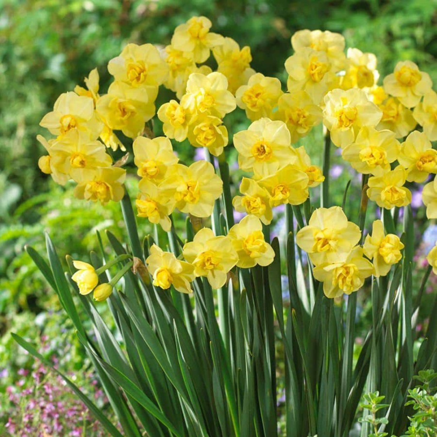 Garden Center * | Bloomsz Daffodil Yellow Cheerfulness Flower Bulb (8-Pack)