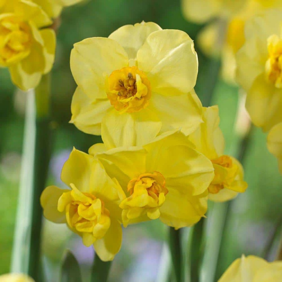 Garden Center * | Bloomsz Daffodil Yellow Cheerfulness Flower Bulb (8-Pack)