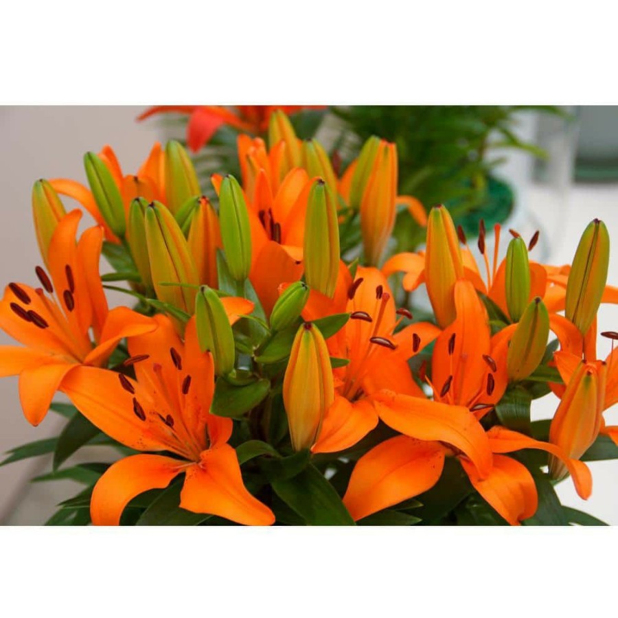 Garden Center * | Bloomsz Matrix Orange Asiatic Lilium Bulb (1-Pack)