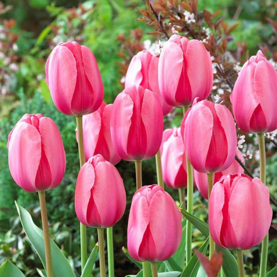 Garden Center * | Bloomsz Darwin Tulip Bulbs Pink Impression Flower Bulb (20-Pack)