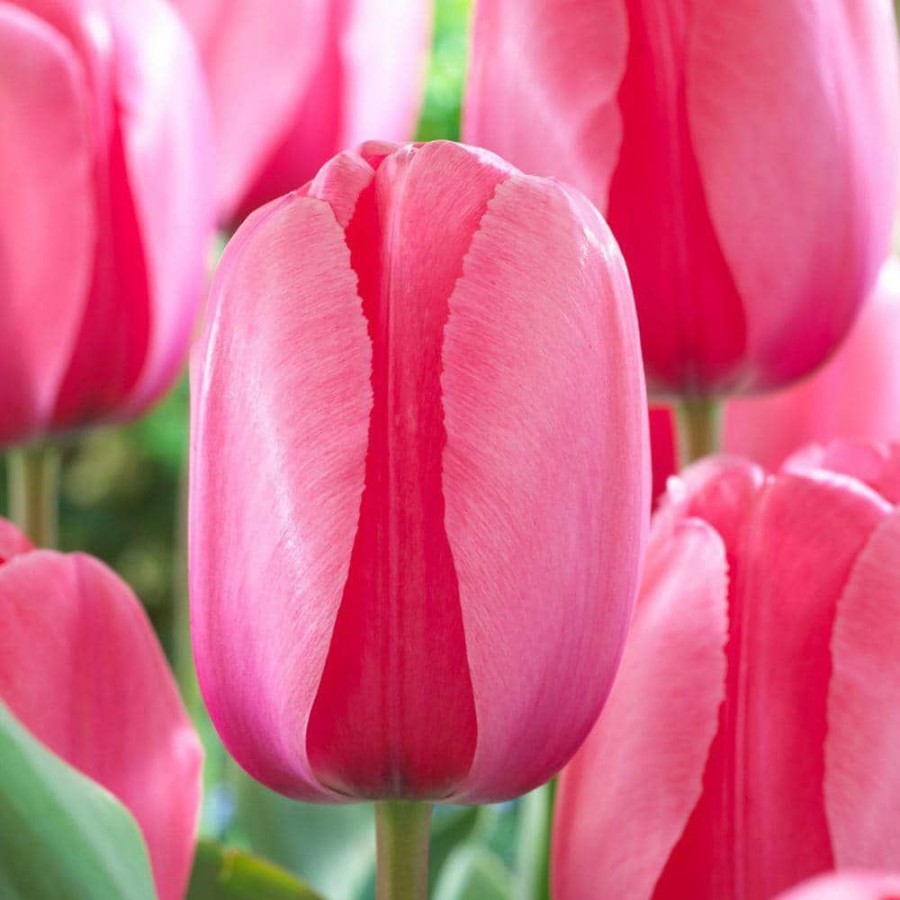 Garden Center * | Bloomsz Darwin Tulip Bulbs Pink Impression Flower Bulb (20-Pack)