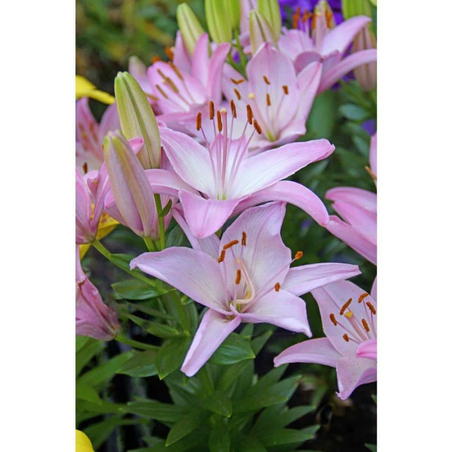 Garden Center * | Bloomsz Sorocaba Asiatic Lilium Bulb (1-Pack)