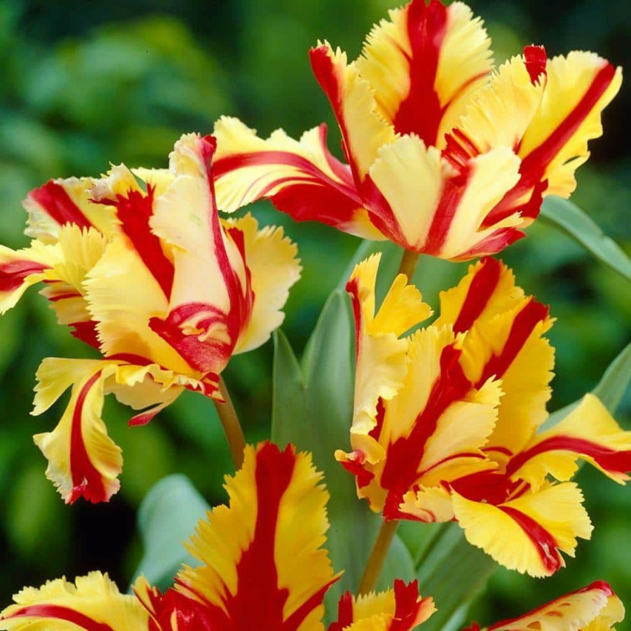 Garden Center * | Bloomsz Parrot Tulip Flaming Parrot Flower Bulb (8-Pack)