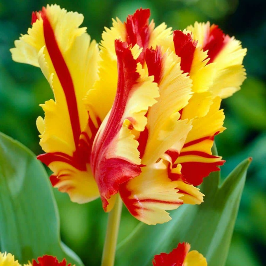 Garden Center * | Bloomsz Parrot Tulip Flaming Parrot Flower Bulb (8-Pack)