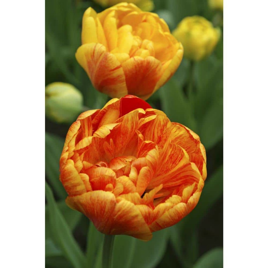 Garden Center * | Bloomsz Tulipa Sunlover (10-Pack)