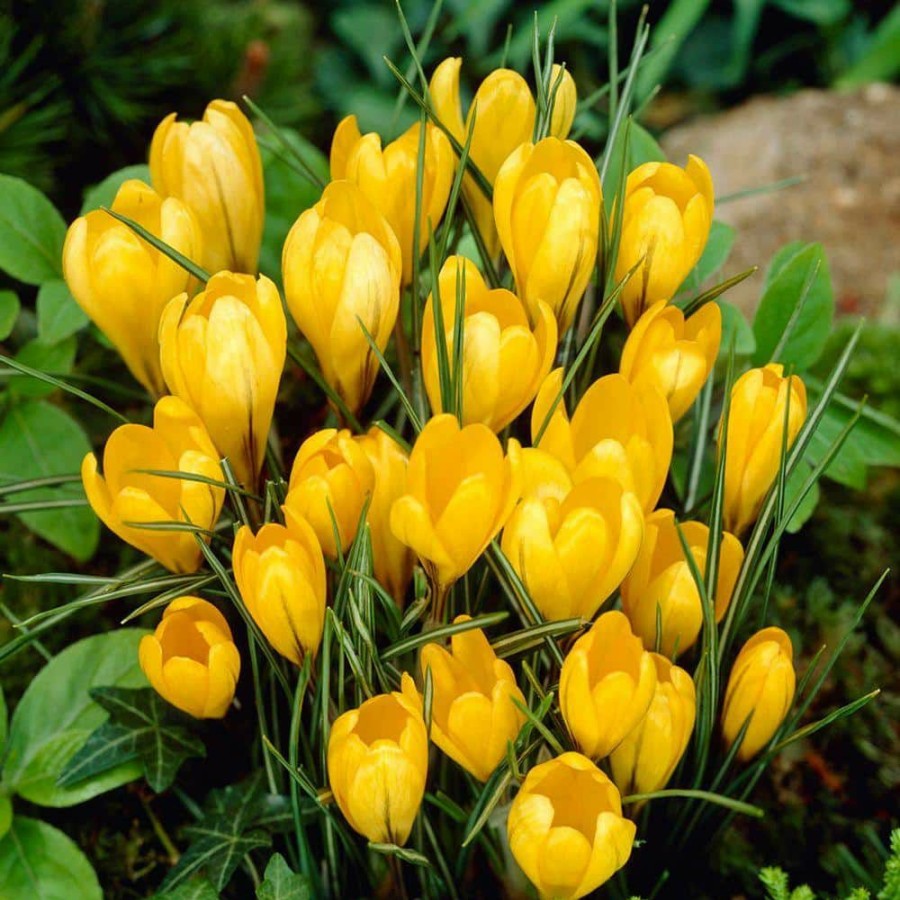 Garden Center * | Bloomsz Crocus Bulbs Yellow Mammoth Flower Bulb (20-Pack)