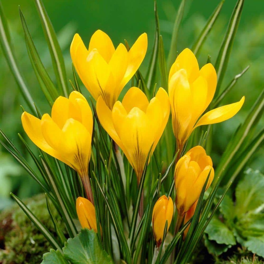 Garden Center * | Bloomsz Crocus Bulbs Yellow Mammoth Flower Bulb (20-Pack)