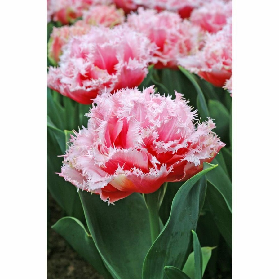 Garden Center * | Bloomsz Tulipa Queensland Bulbs (7-Pack)