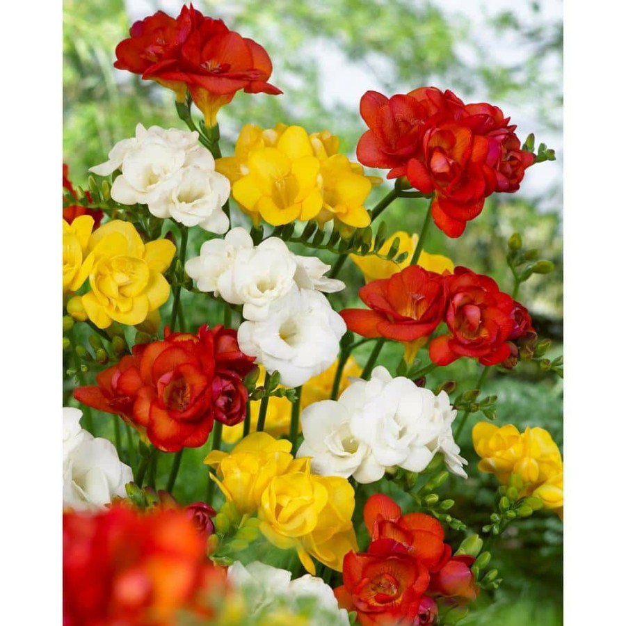 Garden Center * | Bloomsz Double Freesia Mix (Pack Of 20)