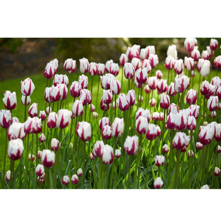 Garden Center * | Bloomsz Flaming Baltic Tulip Bulbs (6-Pack)