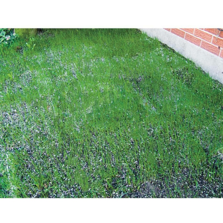 Garden Center * | Gardens Alive! 18 In. X 48 In. Turf Alive Iii Lawn Seed Mat With Rhizomes