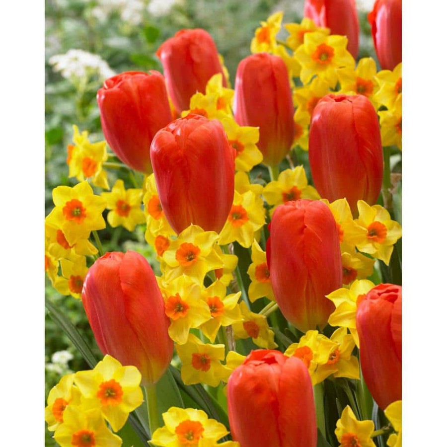 Garden Center * | Bloomsz Blend Willem Tell Tulip Bulbs (10-Pack)