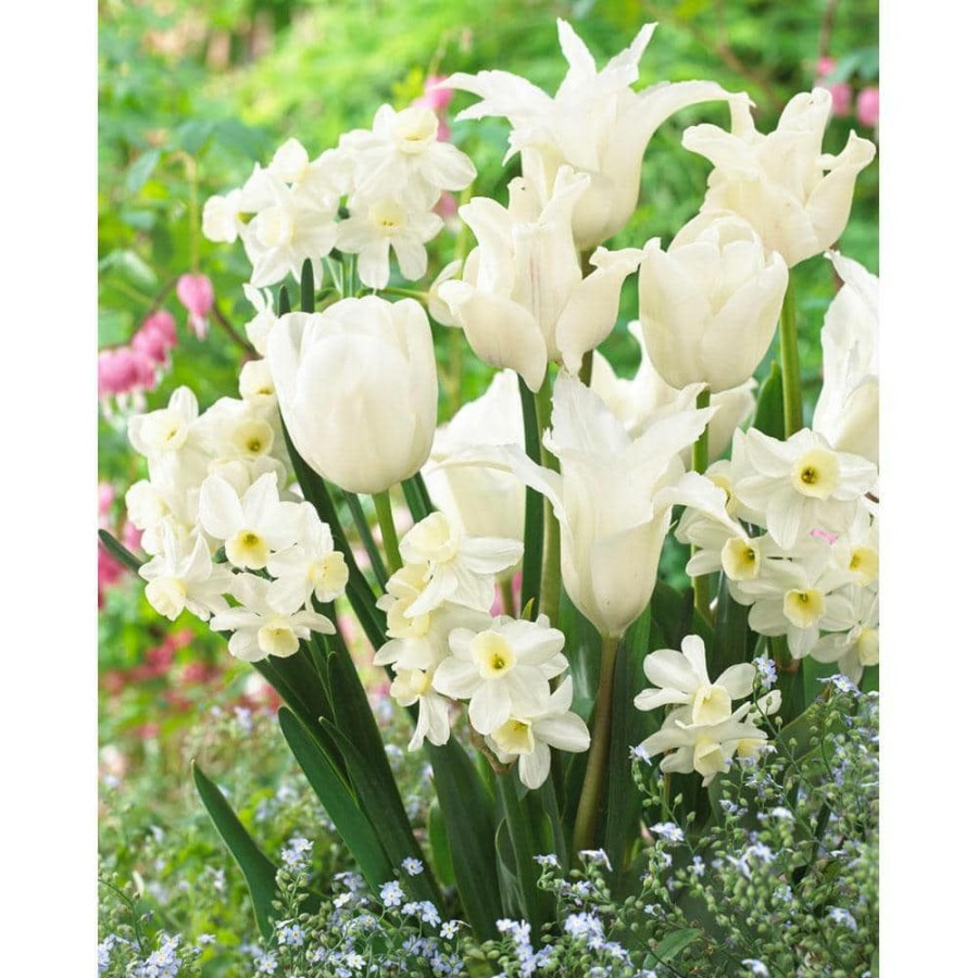 Garden Center * | Bloomsz Blend White Valley Tulip And Daffodil Bulbs (10-Pack)