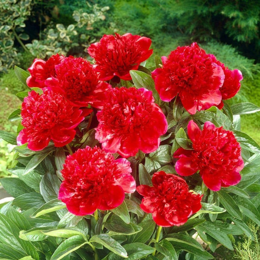 Garden Center * | Bloomsz Red Charm Peony Roots (3-Pack)