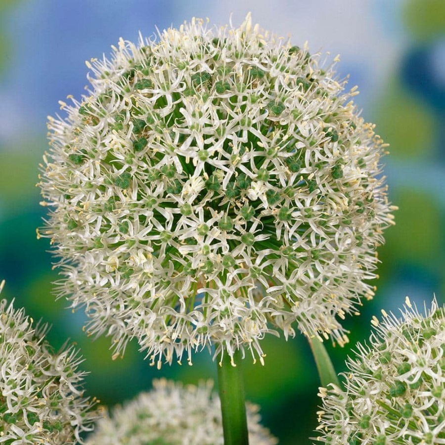 Garden Center * | Bloomsz Allium Mount Everest Flower Bulb (2-Pack)