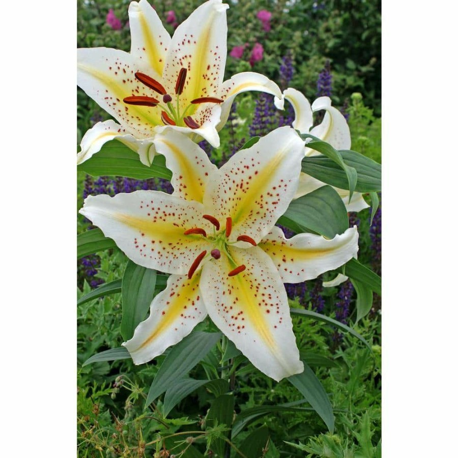 Garden Center * | Bloomsz Gold Band Oriental Lily Bulb (1-Pack)