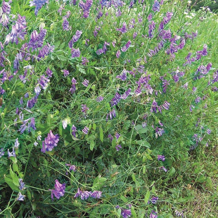 Garden Center * | Gardens Alive! 0.5 Lb. Hairy Vetch Cover Crop