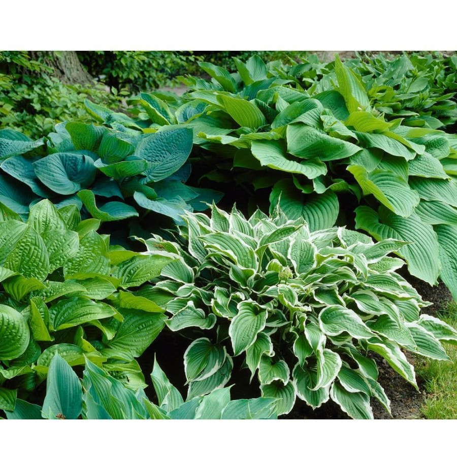 Garden Center * | Bloomsz Hosta Mixture Bareroot (3-Pack)