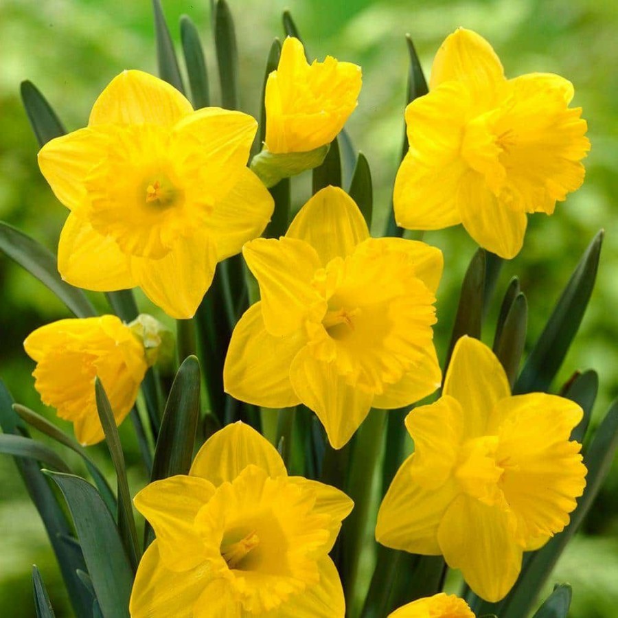 Garden Center * | Bloomsz Trumpet Daffodil Dutch Master Flower Bulb (8-Pack)