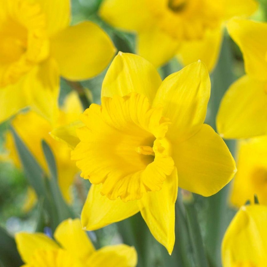 Garden Center * | Bloomsz Trumpet Daffodil Dutch Master Flower Bulb (8-Pack)