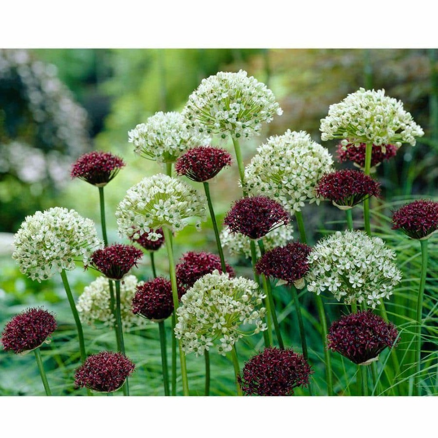 Garden Center * | Bloomsz Allium Brother Bulbs (10-Pack)