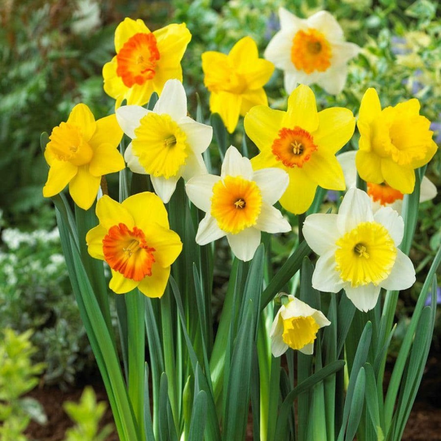 Garden Center * | Bloomsz Large Cupped Daffodil Mix Flower Bulb (20-Pack)