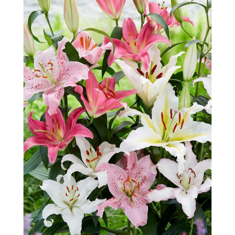 Garden Center * | Bloomsz Oriental Lily Mixed Bareroot (5-Pack)