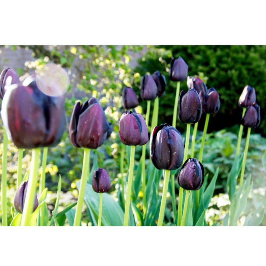 Garden Center * | Bloomsz Queen Of Night Tulip (10-Pack)