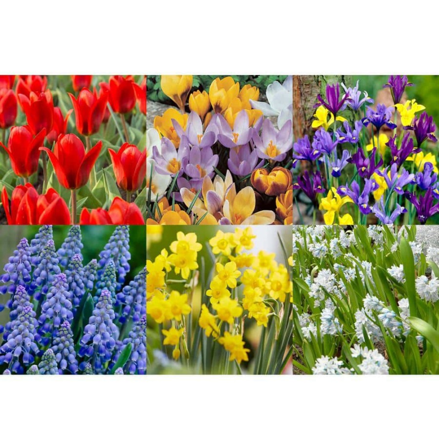 Garden Center * | Bloomsz Wild Flower Bulb Mix (100-Pack)