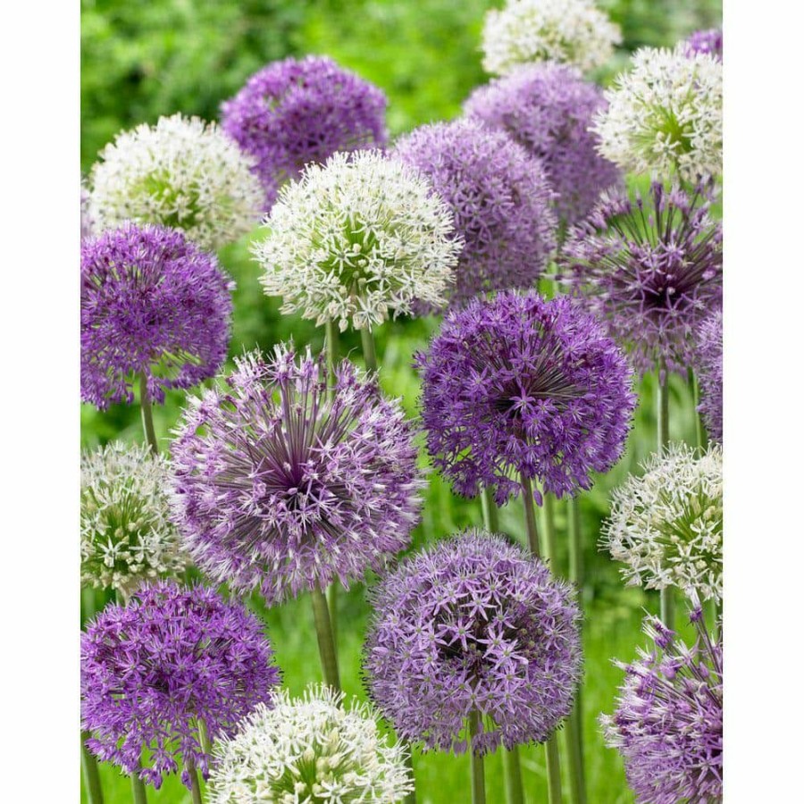 Garden Center * | Bloomsz Allium Mixed Bulbs (10-Pack)