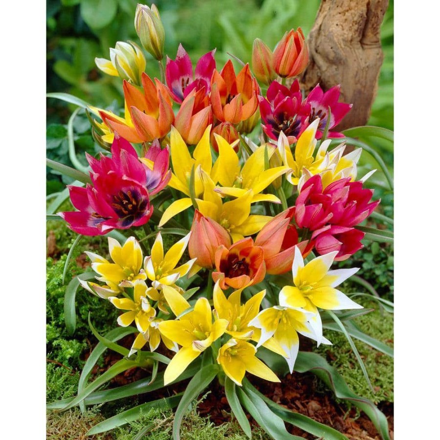 Garden Center * | Bloomsz Tulipa Wild Perenial Mix Bulbs (25-Pack)