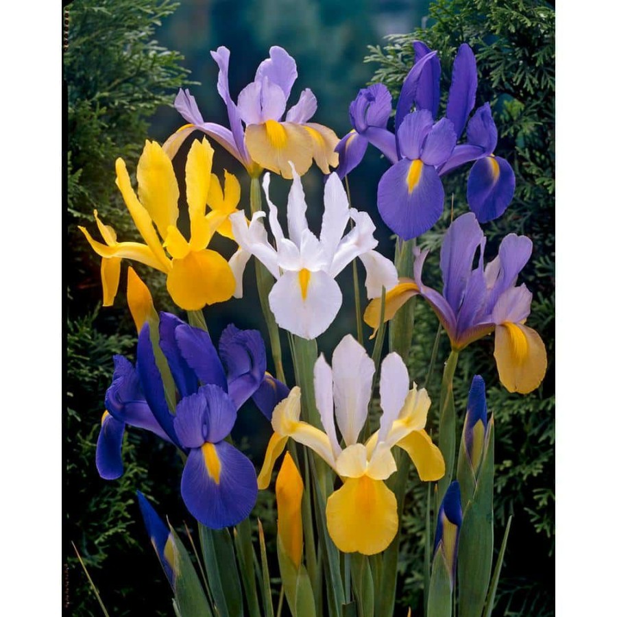 Garden Center * | Bloomsz Dutch Iris Bareroot Mix (50-Pack)