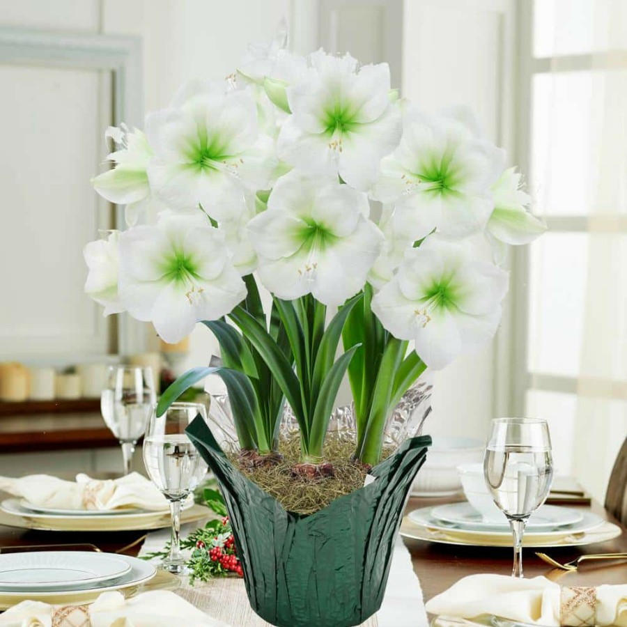 Garden Center * | Gardens Alive! Christmas Gift White Flowering Amaryllis (Hippa Strum) 3 Bulb Kit With 9 In. Pot