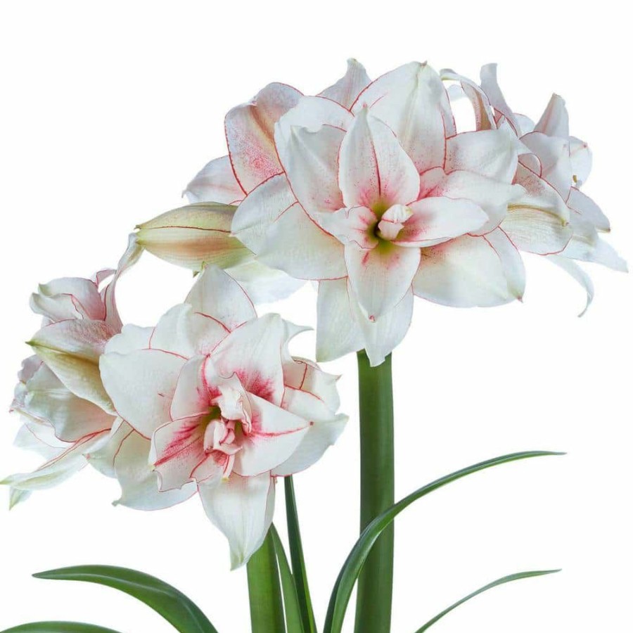 Garden Center * | Gardens Alive! Elvas Amaryllis (Hippeastrum) Dormant Flowering Bulb (1-Pack)