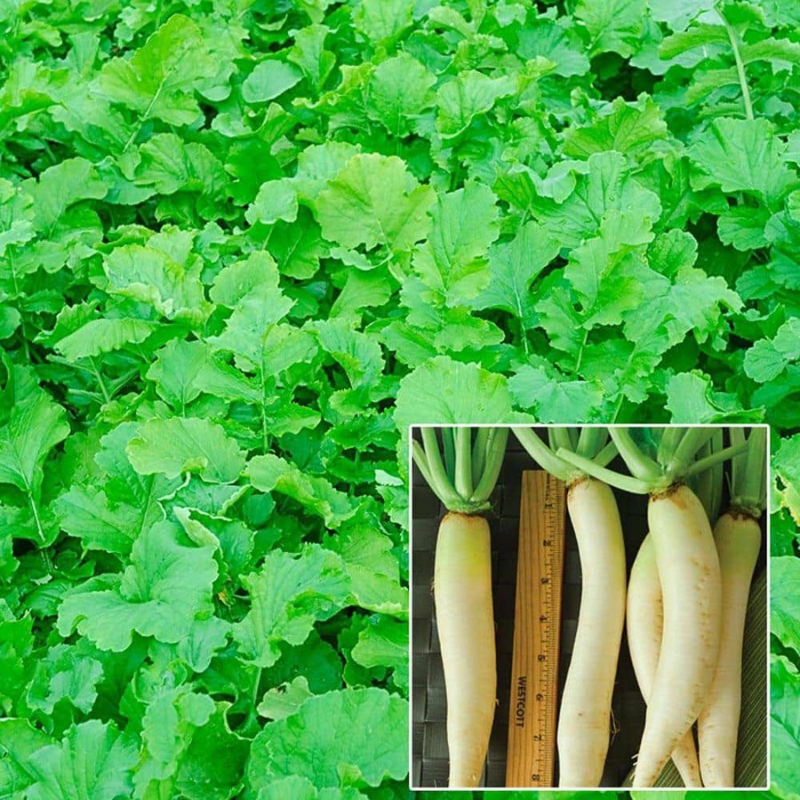 Garden Center * | Gardens Alive! 1.5 Lbs. Radish Cover Crop