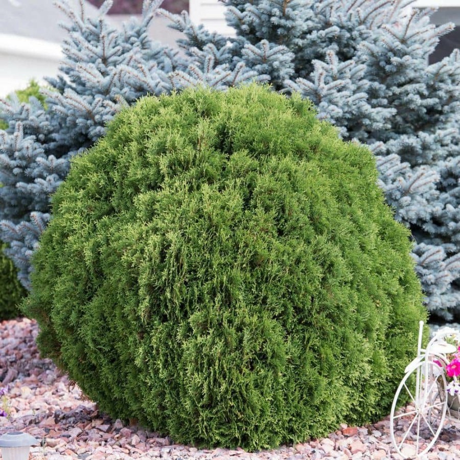 Garden Center * | Gardens Alive! 2.25 Gal. Pot Woodward Globe Arborvitae (Thuja), Live Evergreen Shrub (1-Pack)