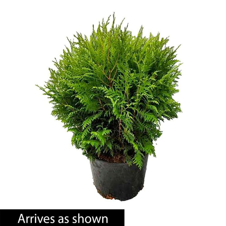 Garden Center * | Gardens Alive! 2.25 Gal. Pot Woodward Globe Arborvitae (Thuja), Live Evergreen Shrub (1-Pack)