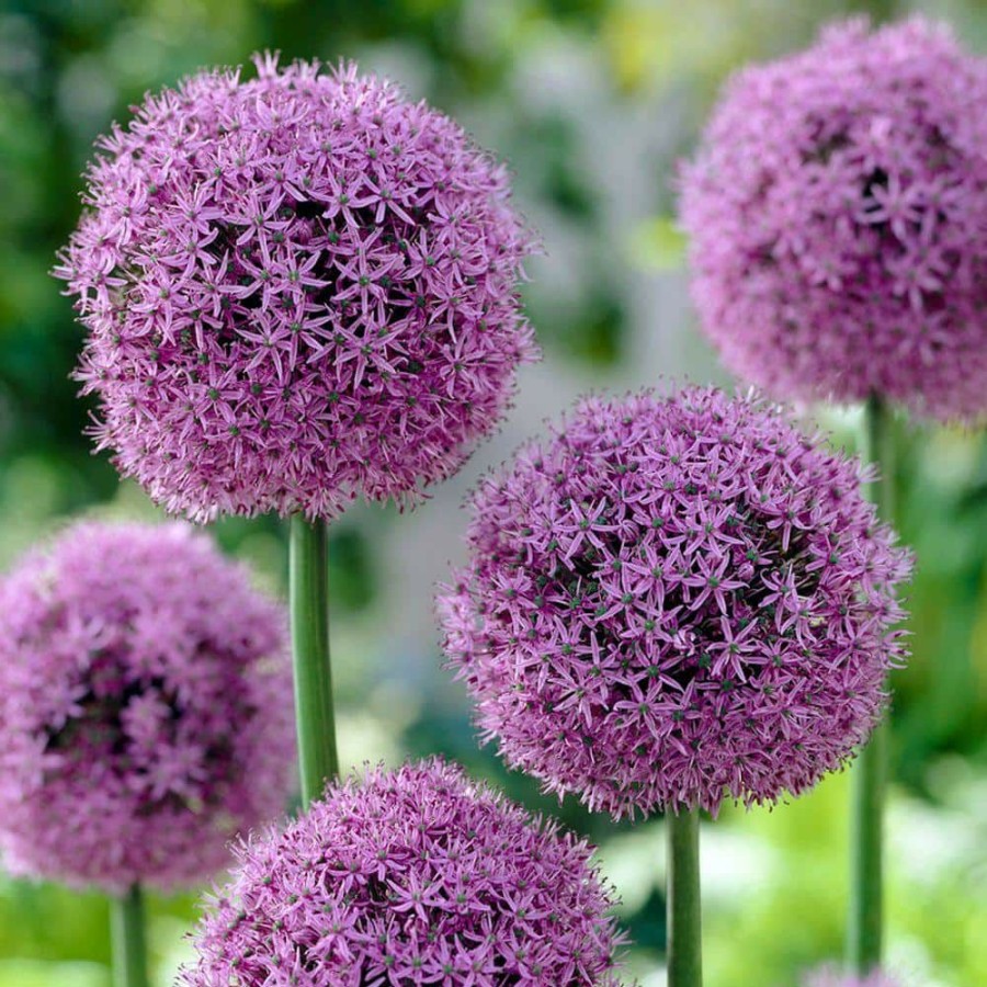 Garden Center * | Bloomsz Allium Globe Master Flower Bulb