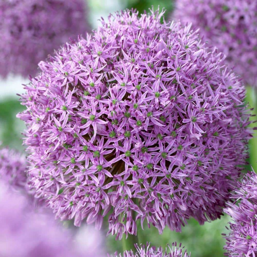 Garden Center * | Bloomsz Allium Globe Master Flower Bulb