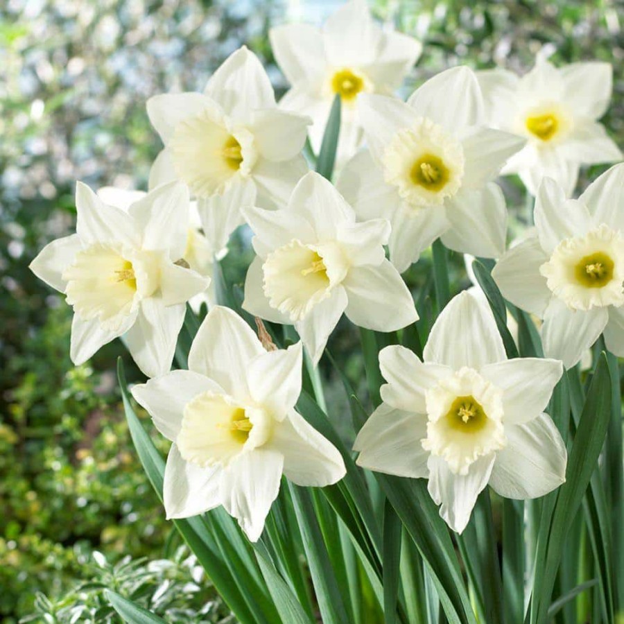 Garden Center * | Bloomsz Daffodil Mount Hood Flower Bulb (8-Pack)