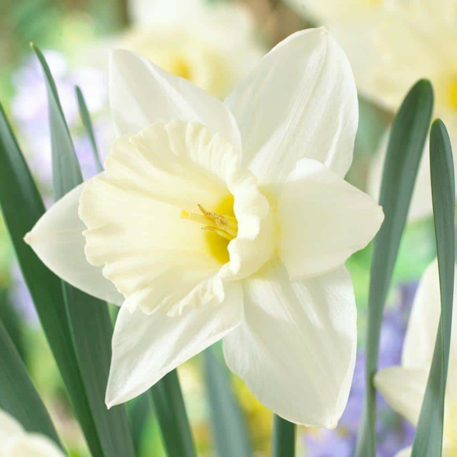 Garden Center * | Bloomsz Daffodil Mount Hood Flower Bulb (8-Pack)